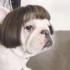 Pet Wig for Dogs and Cats, Funny Costume Curly Hair Wig with Adjustable Strap for Halloween Parties and Photos, Multiple Styles