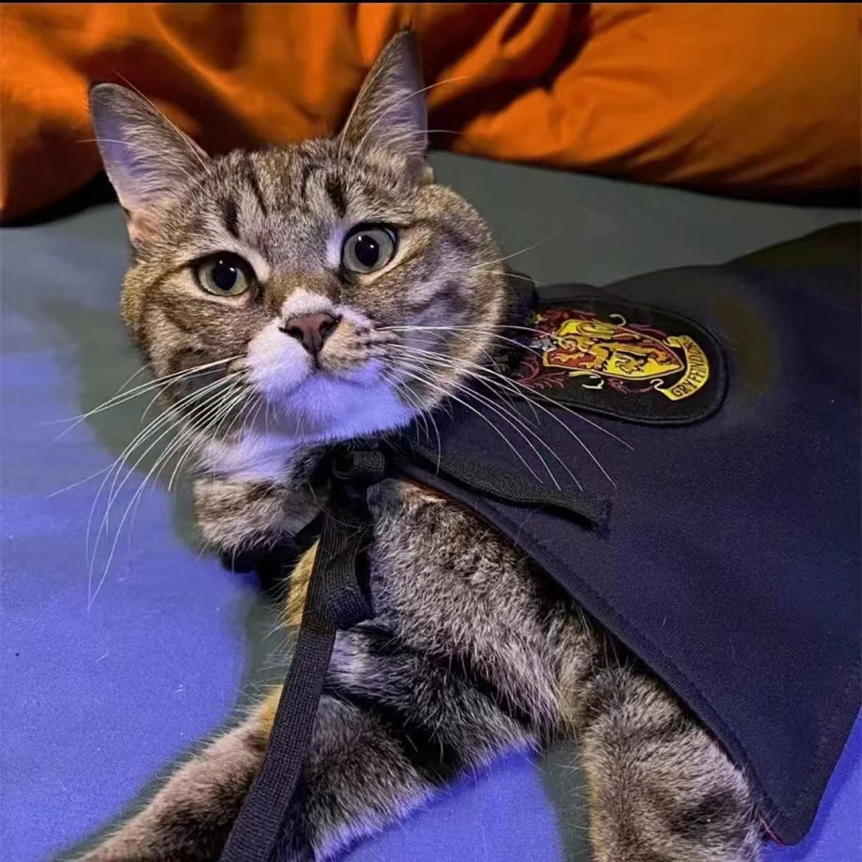 Pet Magic Cloak & Accessories for Cats and Dogs